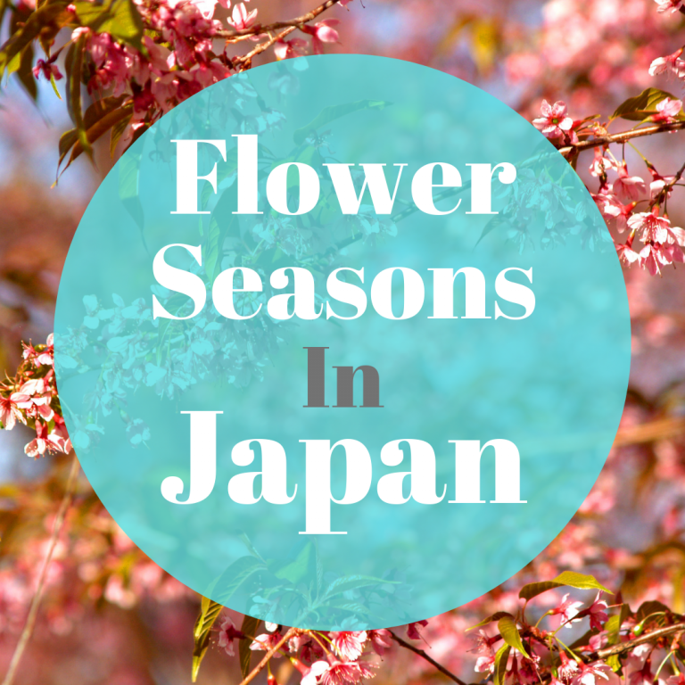Japanese Flower Seasons Coto Japanese Club
